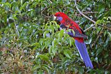 Crimson Rosellaborder=